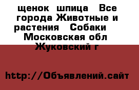 щенок  шпица - Все города Животные и растения » Собаки   . Московская обл.,Жуковский г.